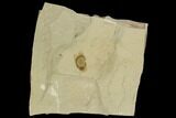 Fossil Seed (Ailanthus)- Green River Formation, Utah #108823-1